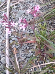 Silene aegyptiaca