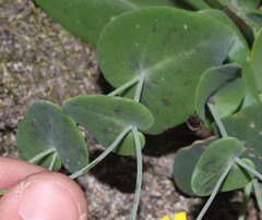Othonna perfoliata
