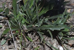 Dimorphotheca acutifolia