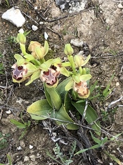 Ophrys umbilicata flavomarginata