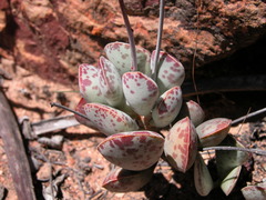 Adromischus triflorus