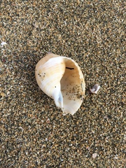Tonnoidea