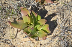 Bulbine latifolia