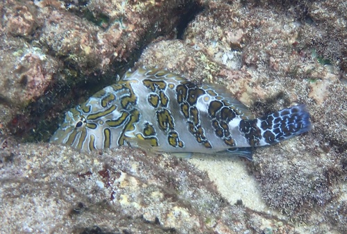 Giant Hawkfish