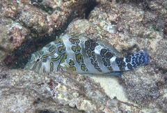 Giant Hawkfish