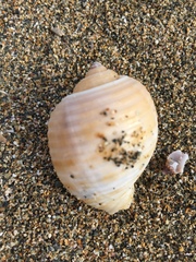 Tonnoidea
