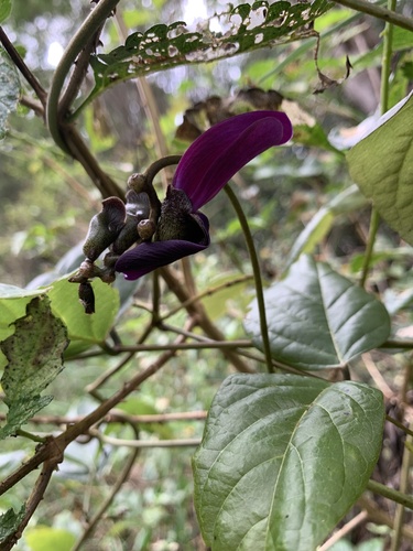 Canavalia kauaiensis observed 2023-09-19