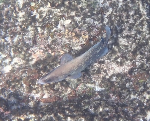 Blackfin soapfish (Rypticus nigripinnis) — Serranidae — 5