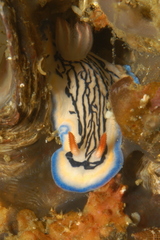 Hypselodoris maritima image