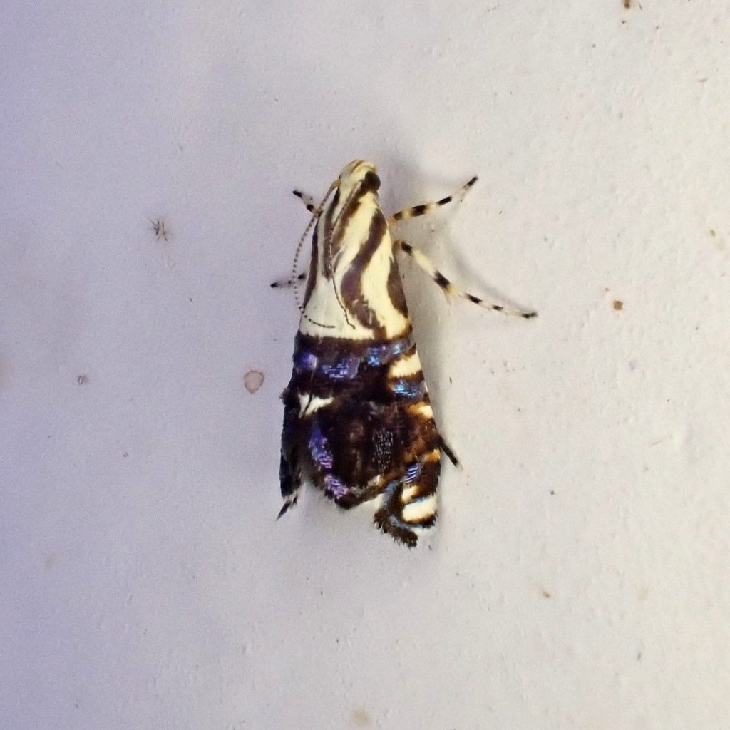 Ussara ancyristis