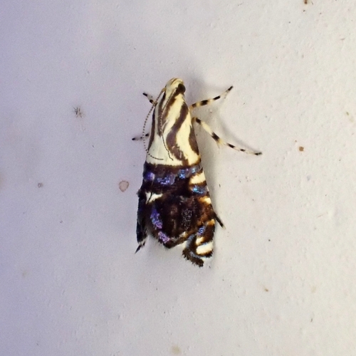 Ussara ancyristis