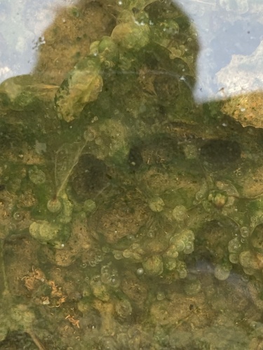Medium