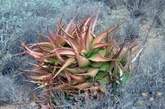 Aloe kamnelii