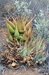 Aloe kamnelii