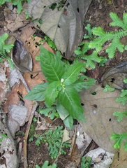 Spigelia humboldtiana