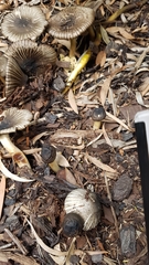 Agaricus rotalis