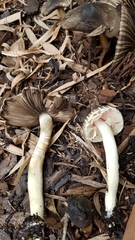 Agaricus rotalis