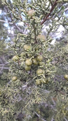 Juniperus phoenicea