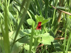 Lotus tetragonolobus