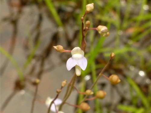 How to identify Utricularia limosa R.Br.