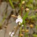 Utricularia limosa - Photo (c) Zig, some rights reserved (CC BY-NC-ND), uploaded by Zig