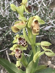 Ophrys umbilicata flavomarginata
