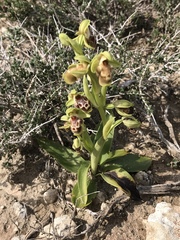 Ophrys umbilicata flavomarginata