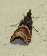 Eudonia chlamydota