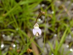 Utricularia limosa