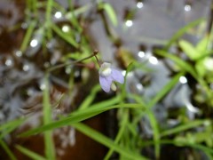 Utricularia limosa