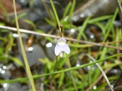 Utricularia limosa