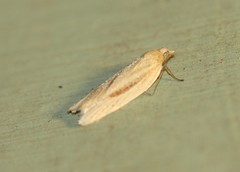 Clepsis leucaniana