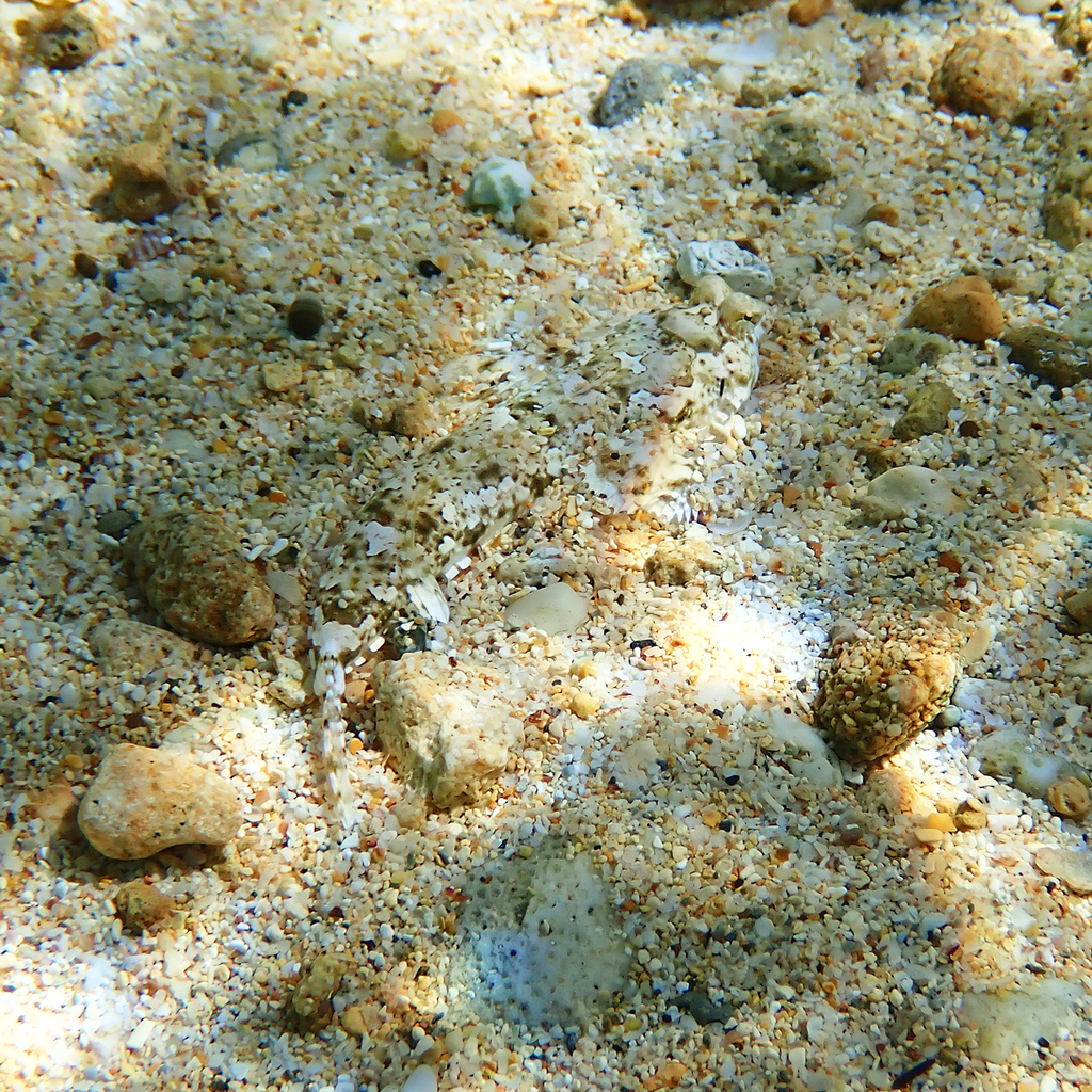 Goram dragonet (Diplogrammus goramensis) — Callionymidae