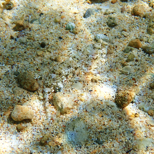 Goram dragonet (Diplogrammus goramensis) — Callionymidae
