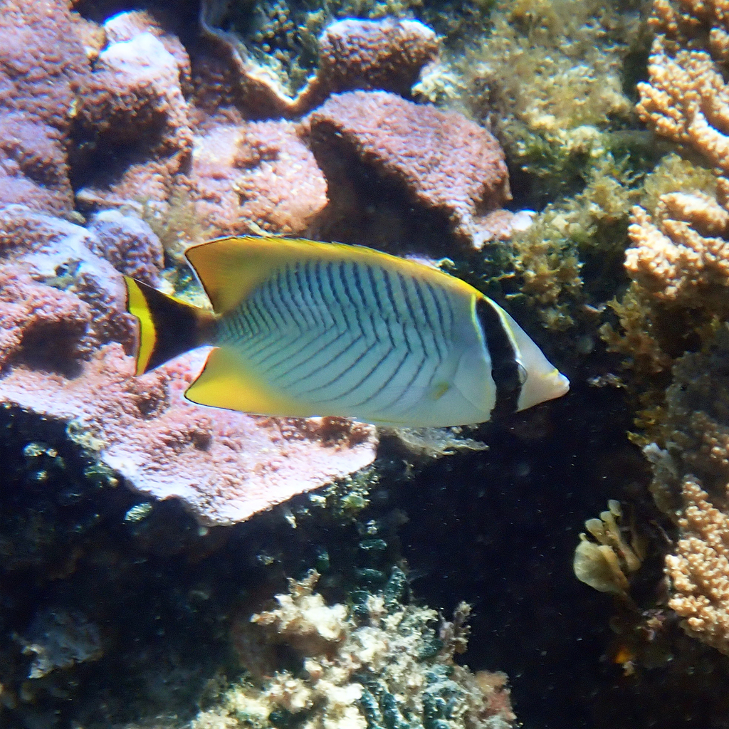 Chevron butterflyfish
