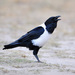 Pied Crow - Photo (c) Ian White, some rights reserved (CC BY-ND)