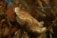 Goniobranchus preciosus image