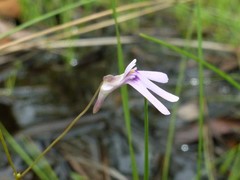 Utricularia kamienskii