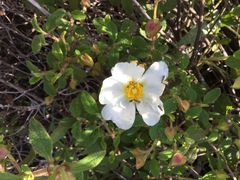 Micropterix cypriensis