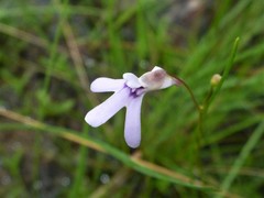 Utricularia kamienskii