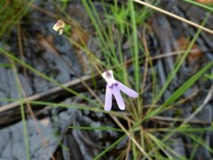 Utricularia kamienskii