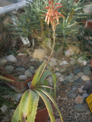 Aloe hardyi