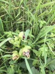Ophrys umbilicata flavomarginata