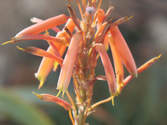 Aloe hardyi