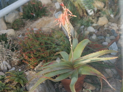 Aloe hardyi