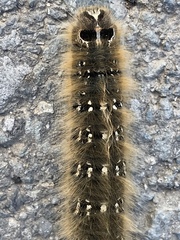 Lasiocampa terreni