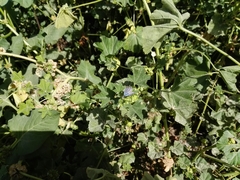 Tarucus rosacea