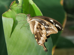 Papilio constantinus