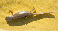 Lissotriton schmidtleri