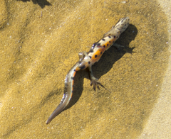 Lissotriton schmidtleri